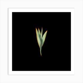 Prism Shift Autumn Crocus Botanical Illustration on Black n.0299 Art Print