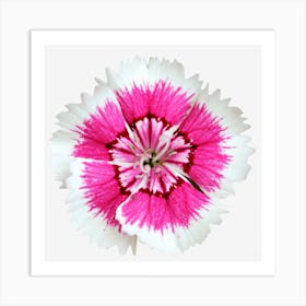 Dianthus Art Print