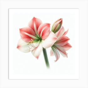 Hippeastrum 1 Art Print