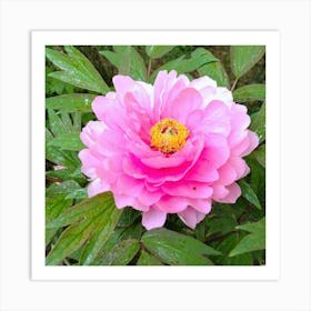 Peony in Japan 9 Art Print