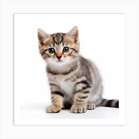 Kitten On White Background Art Print