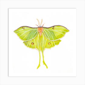 Moon Moth Watercolor Art Print