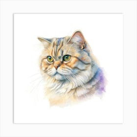 Scottish Fold Longhair Cat Portrait Art Print