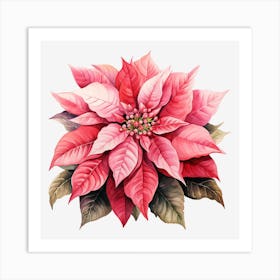 Poinsettia 32 Art Print