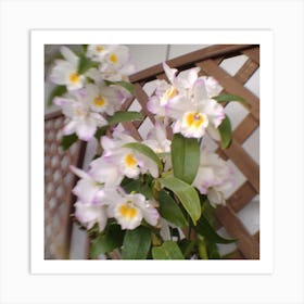 Orchids 8 Art Print