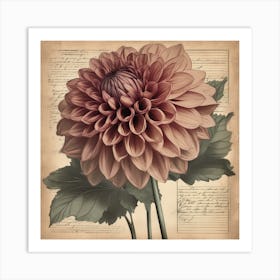 Dahlia Floral Botanical Vintage Poster 3 Art Print