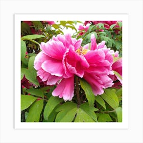 Pink Peony in Japan 3 Art Print