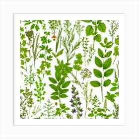 Herbs As A Background (85) Art Print