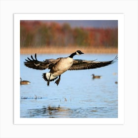 A Solitary Canadian Goose Mid Flight Over A Duck Pond Wings Spread Wide Isolation Accentuated By A (1) Art Print