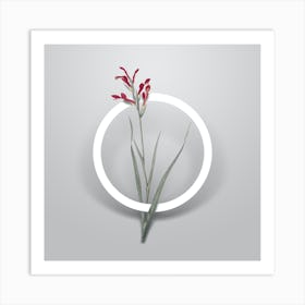 Vintage Gladiolus Cunonius Minimalist Botanical Geometric Circle on Soft Gray n.0015 Art Print