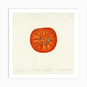 Tomato Art Print