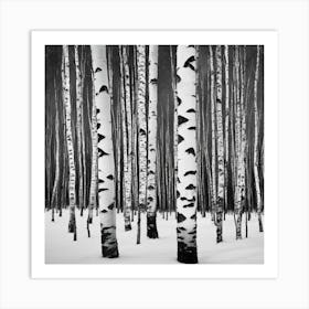 Birch Trees In Winter 1 Art Print