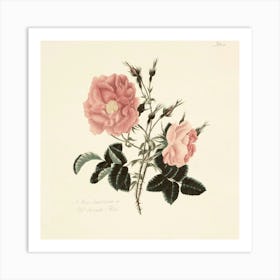 Roses 5 Art Print