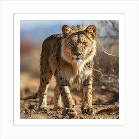 Lion In The Desert Art Print