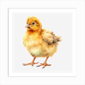 Chicken 6 Art Print