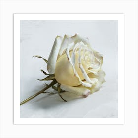 White Rose Art Print