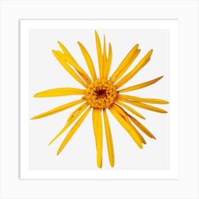 Yellow Daisy Art Print