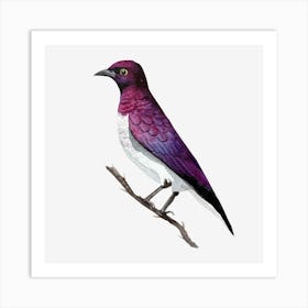 Purple Kingfisher Art Print