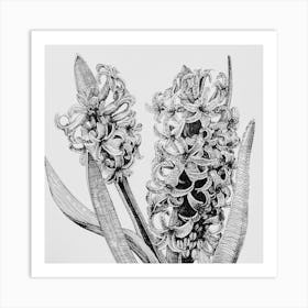 Hyacinths Art Print