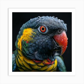 Lorikeet 2 Art Print