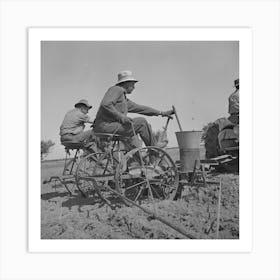 Merced County, California, Planting Peanuts These Are The First Peanuts To Be Planted In California By Russell Lee Art Print