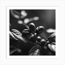 Coffee Beans In Black And White Art Print