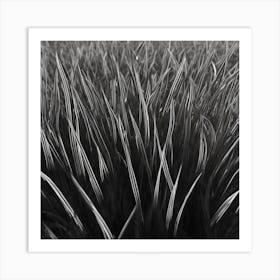 Black And White Grass Art Print