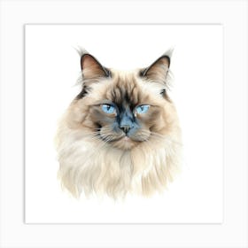 Birman Cat Portrait 2 Art Print