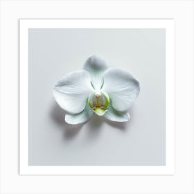 White Orchid On White Background Art Print