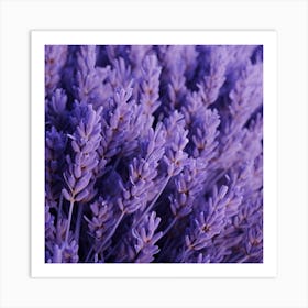 Lavender Flowers 12 Art Print