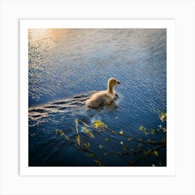 Swan photo 9 Art Print