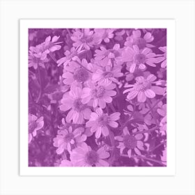 Amethyst Daisy Art Print