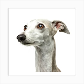 Italian Greyhound Dog Portrait Art Print