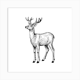 Deer.4 Art Print