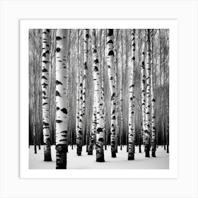 Birch Trees 2 Art Print