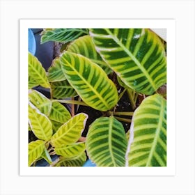 Green Leaves Of A Plant Art Print