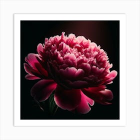 Peony 2 Art Print