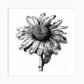 Black And White Daisy Art Print