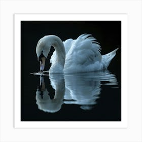 Swan Reflection Art Print