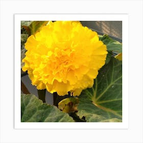 Yellow Geranium 2 Art Print