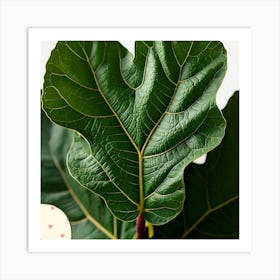 Fig leaf Art Print