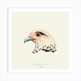 Yellow Headed Caracara 1 1 Art Print