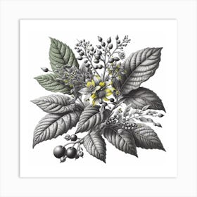 Botanical illustration of  leafy plant Art Print