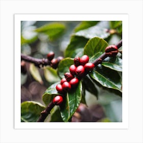 Red Coffee Berries Art Print