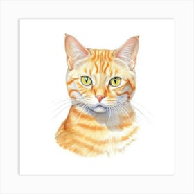 Mandarin Cat Portrait 3 Art Print