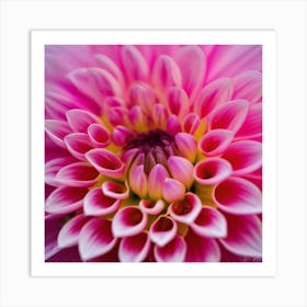 Dahlia Art Print