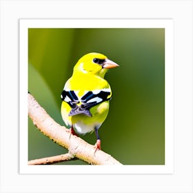 Goldfinch 21 Art Print