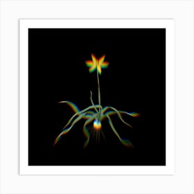 Prism Shift Hypoxis Stellata Botanical Illustration on Black Art Print