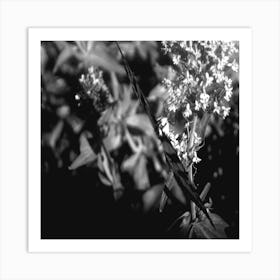 Black And White Flower Art Print