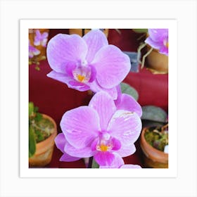 Orchids 30 Art Print